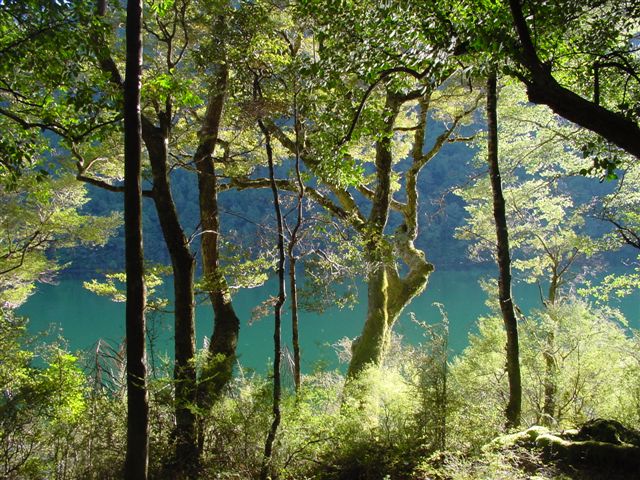 Lake-Rotoiti-through-beech.jpg