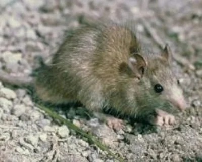 ship-rat.jpg