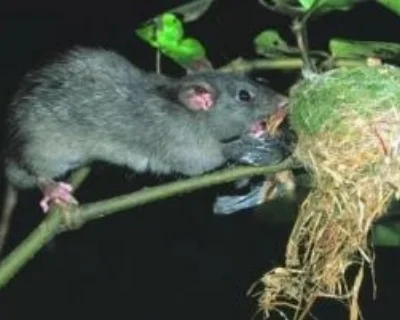 rat-eating-fantail-on-nest.jpg
