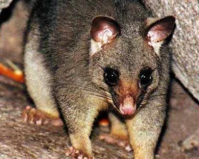 Possum-cropped.jpg