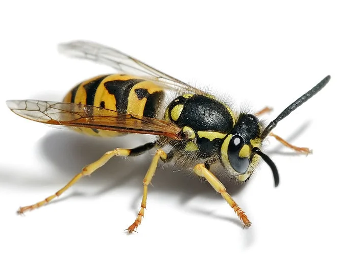 German-wasp.jpg