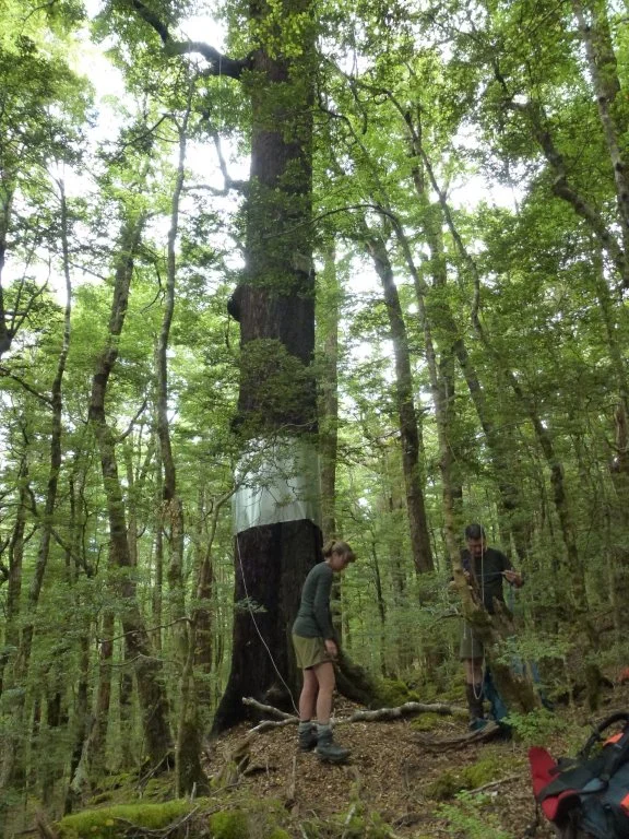On location at the nest tree , fitted with protective metal bands.