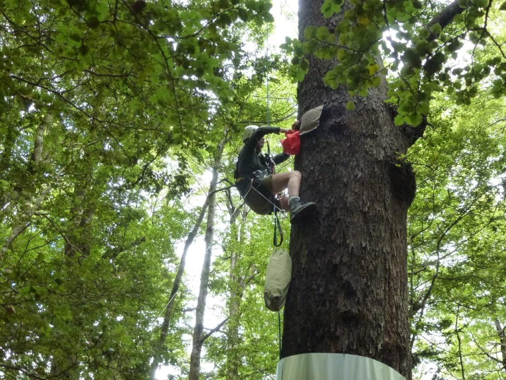 Heading to the back door of the nest