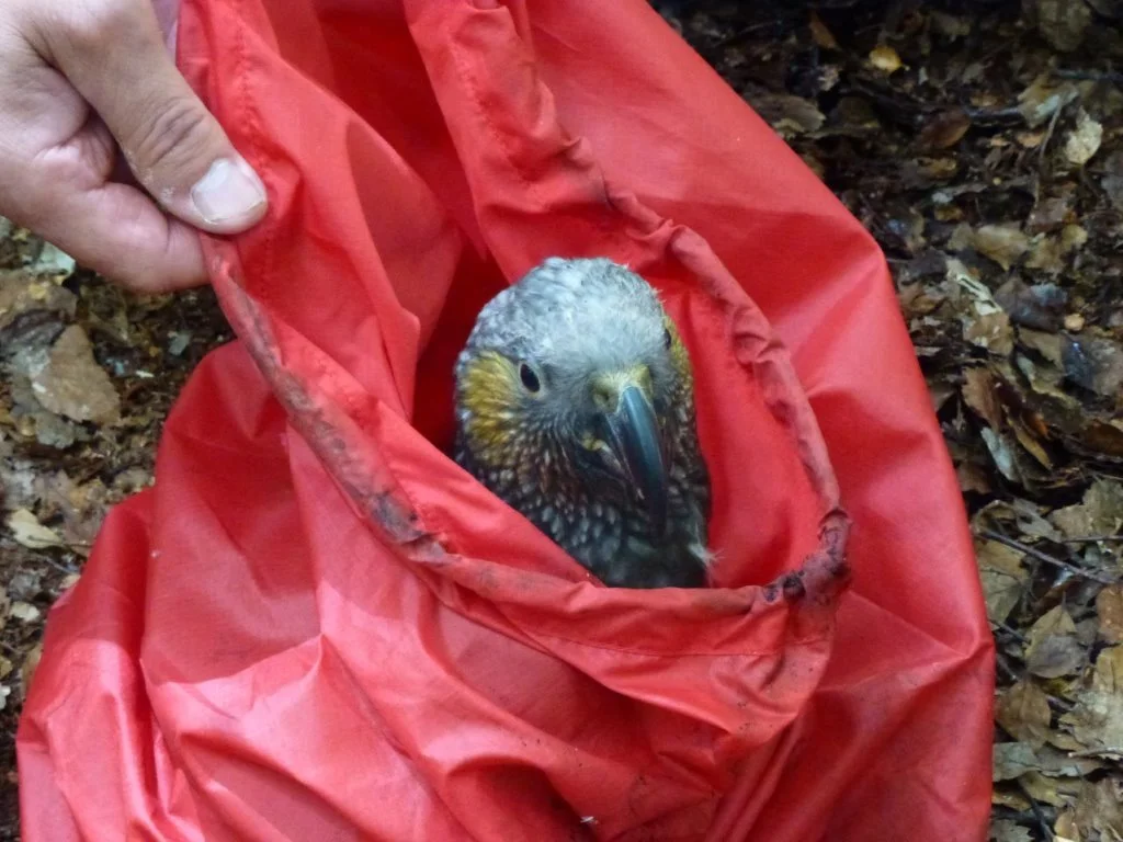 Ready for return to the nest