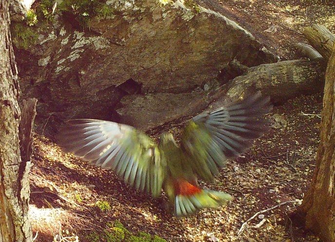 kea nest 21.PNG