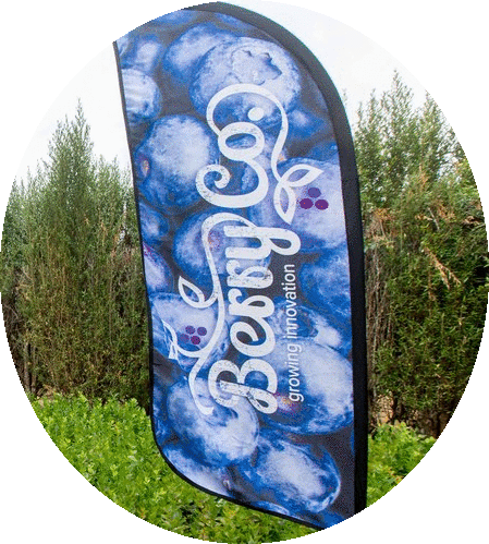 BerryCo, in conjunction with MBO is organising a New Zealand license holders and prospective grower visit to MBO in Northern NSW on Monday 27th August. This will be an action-packed day at the 90ha MBO property, the fruit harvest will be in progress so there will be lots to look at and experience. This will be an opportunity for you to taste the incredible Eureka berries and have a lot of your questions answered. There will be some practical demonstrations and you will be able to view their packhouse in full operation. The full programme is still being finalised. All travel and accommodation costs are at the grower’s expense. Please email gaylene@berryco.co to register.