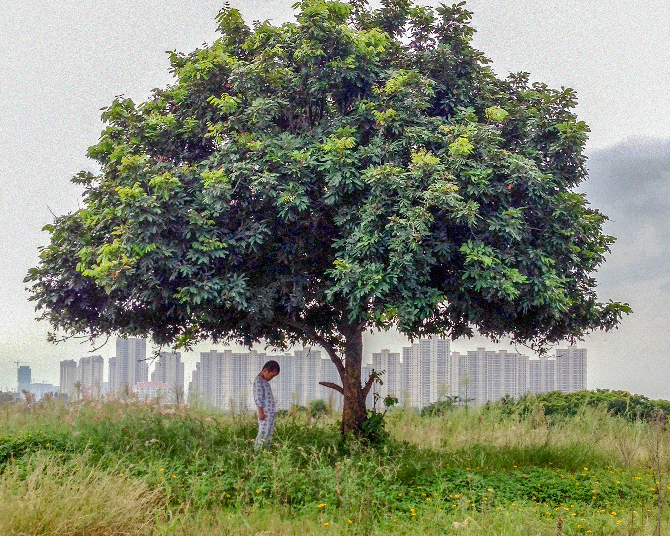 雷雨亭,《一棵树,一个人,一座城》, 2015年10月。 图片由艺术家提供。