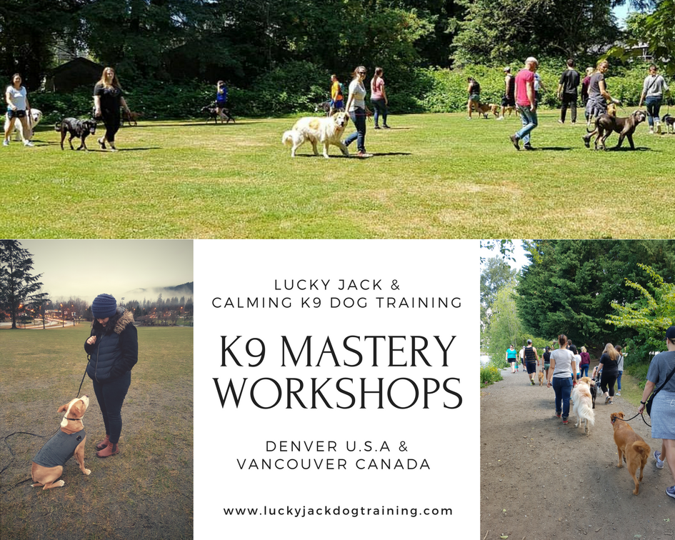 k9 mastery workshops.png