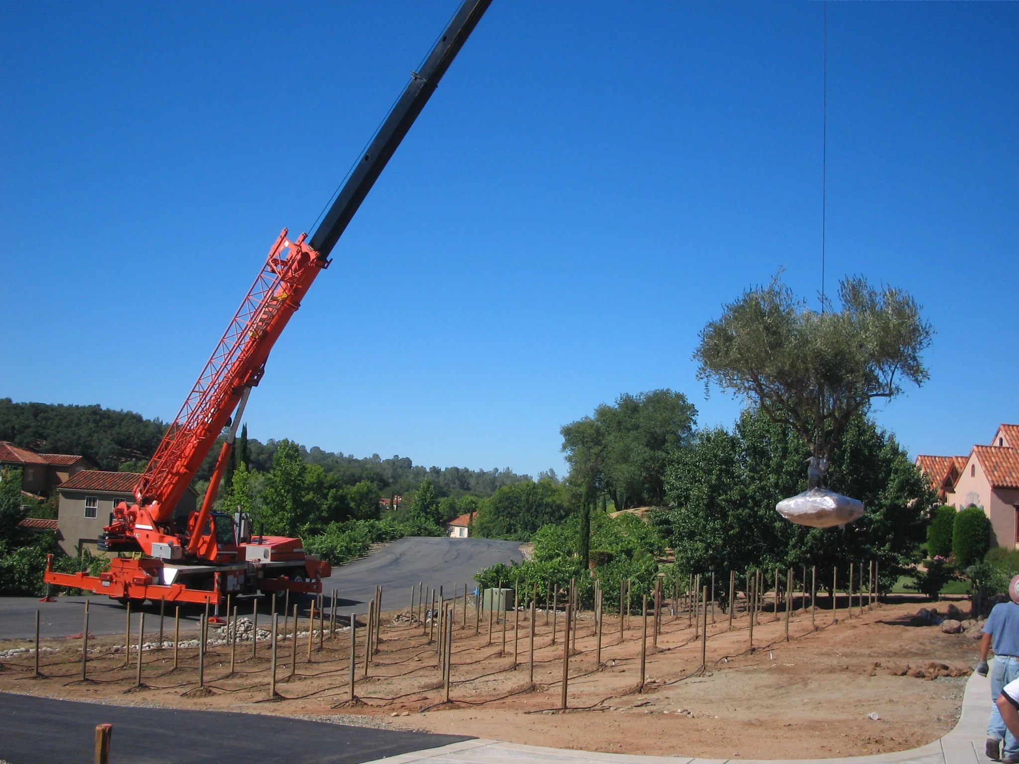 Clos du Lac_Olive Tree1.JPG