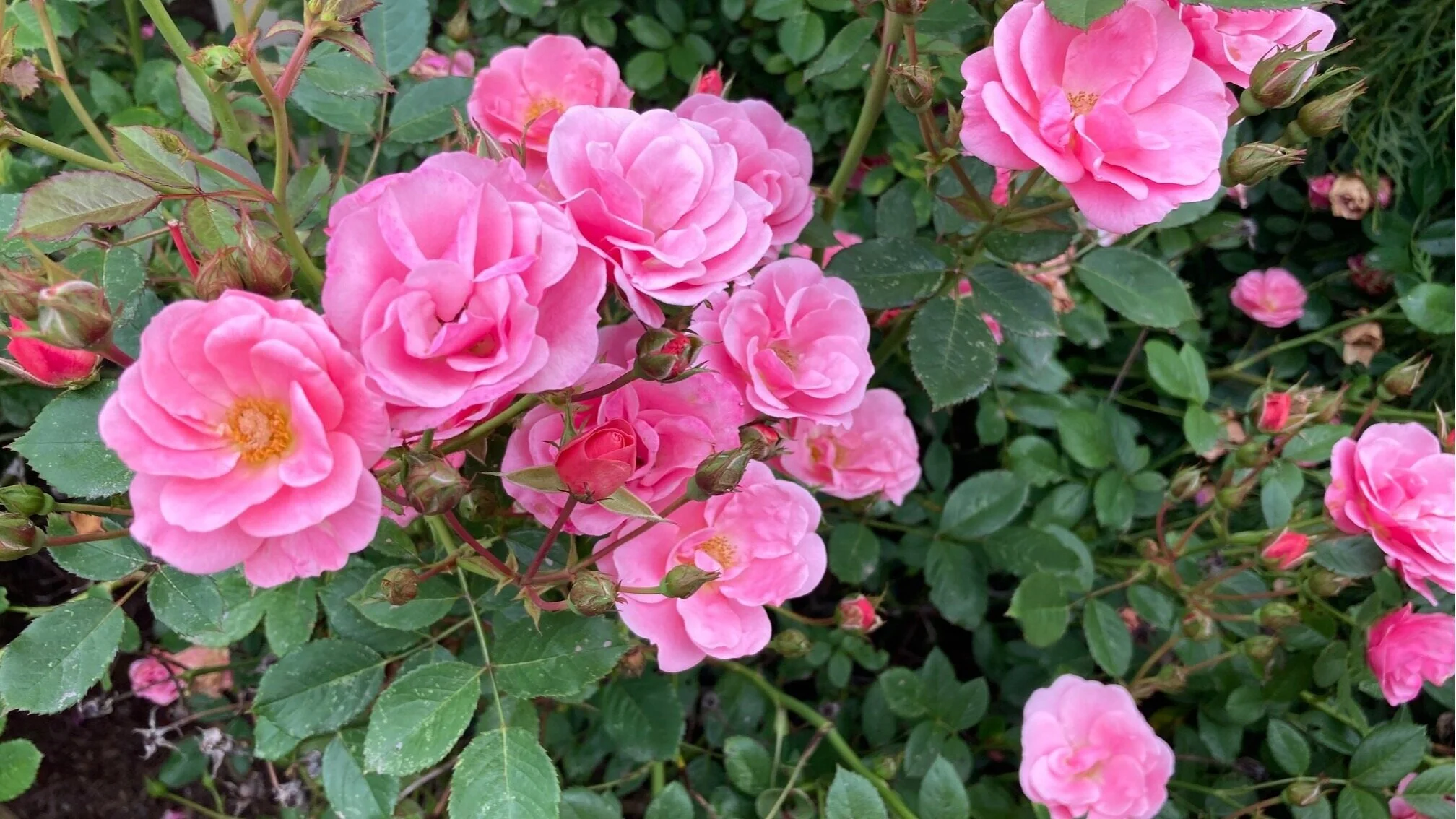 Reading God’s Book of Creation