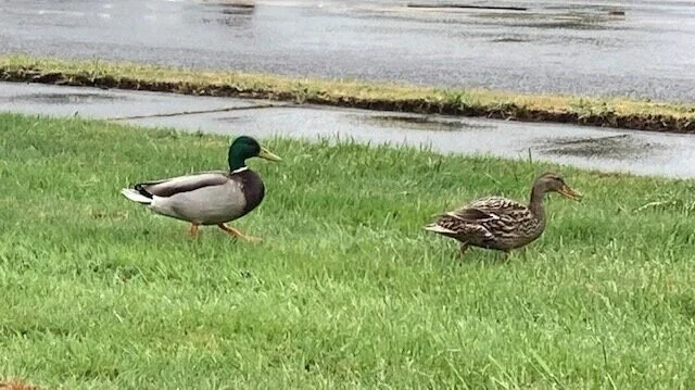 Earth Day Reflections