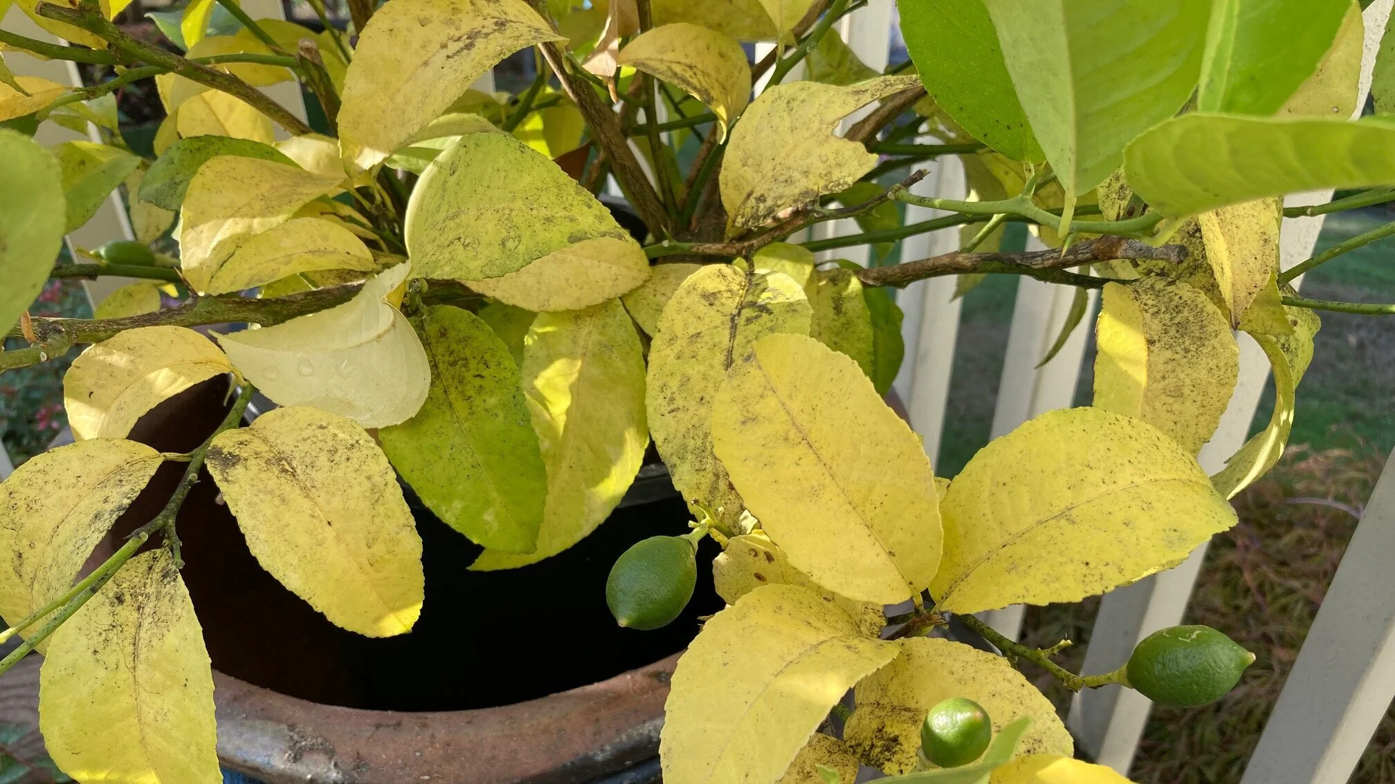 When Bearing Fruit Takes Years