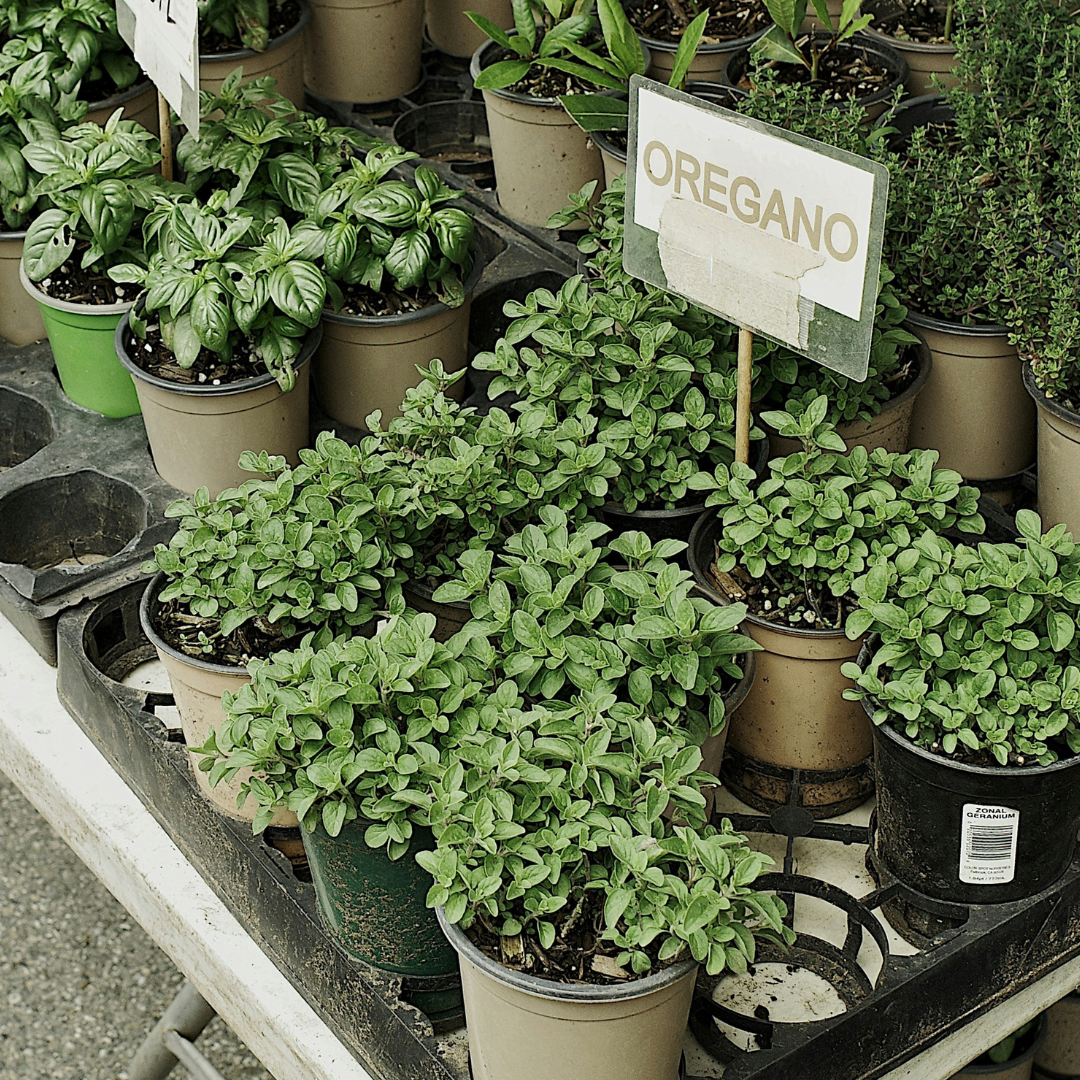Plant Sale
