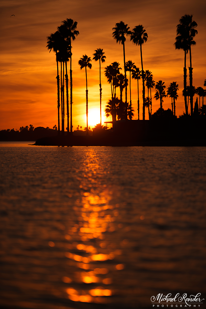 "Mission Bay Palmtrees" - San Diego, California