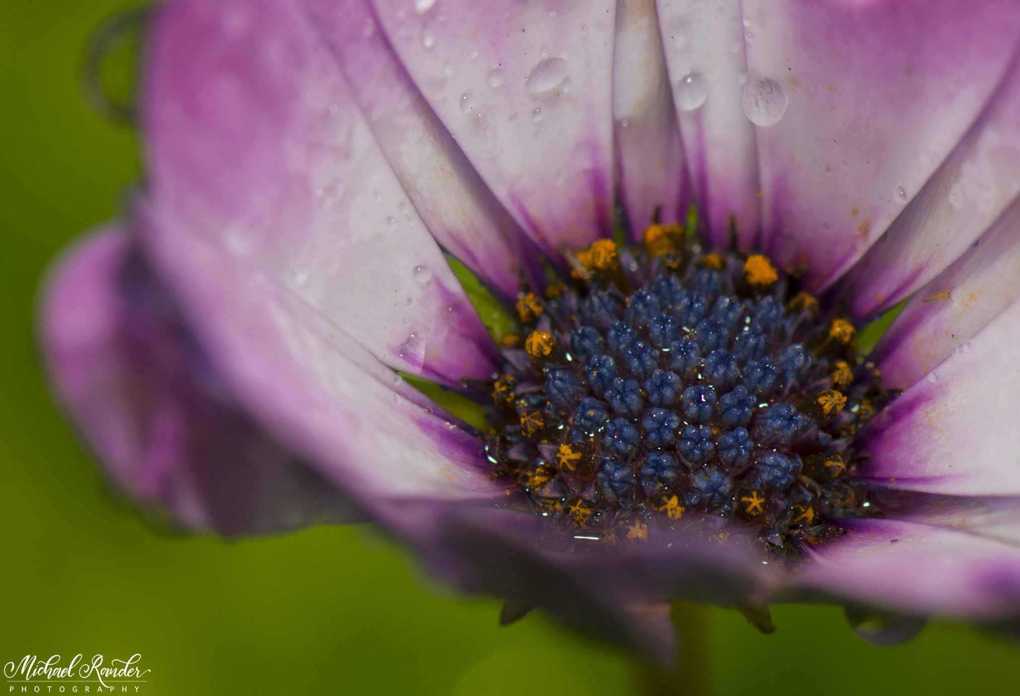 "Blooming" - San Diego, California