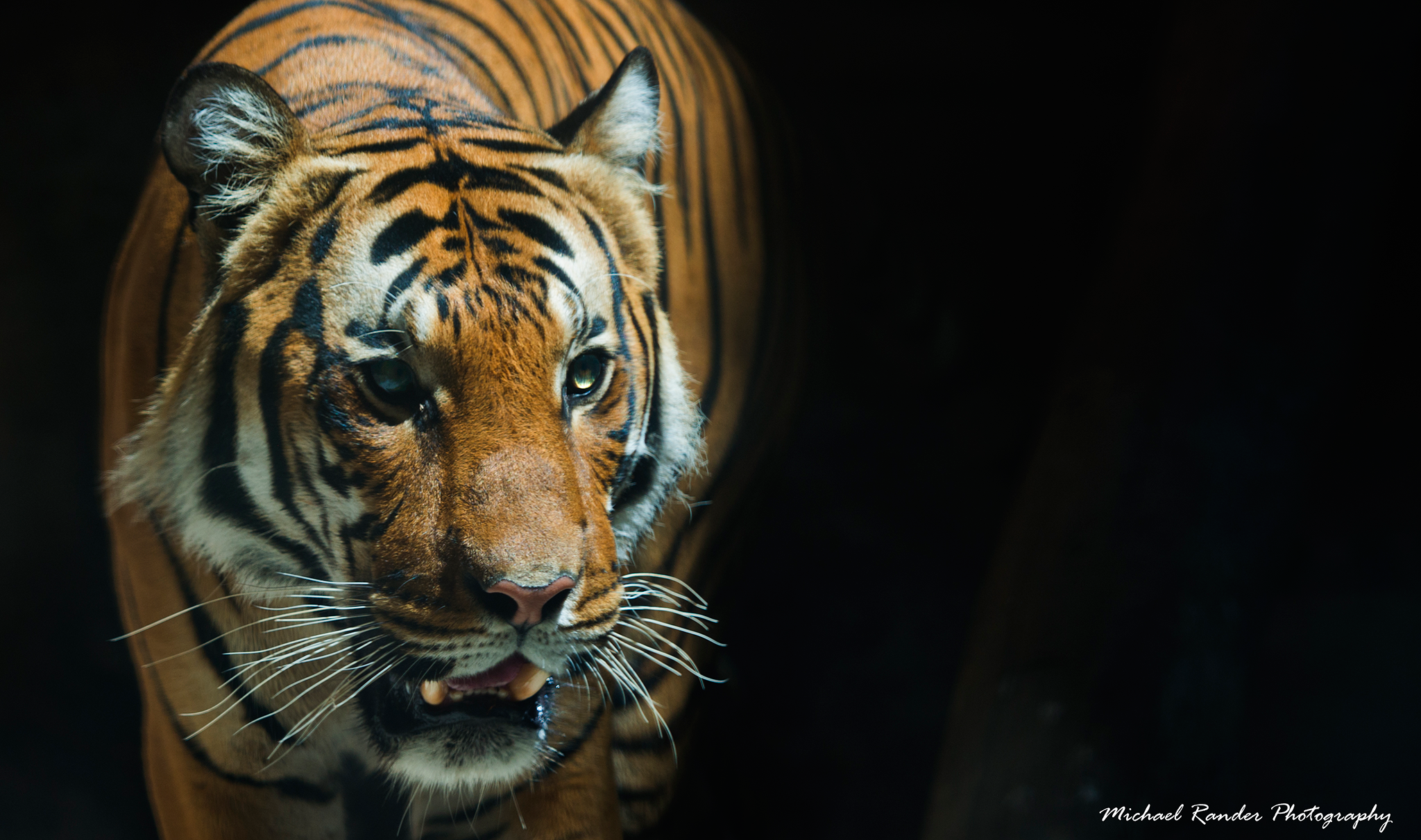 "Tiger"