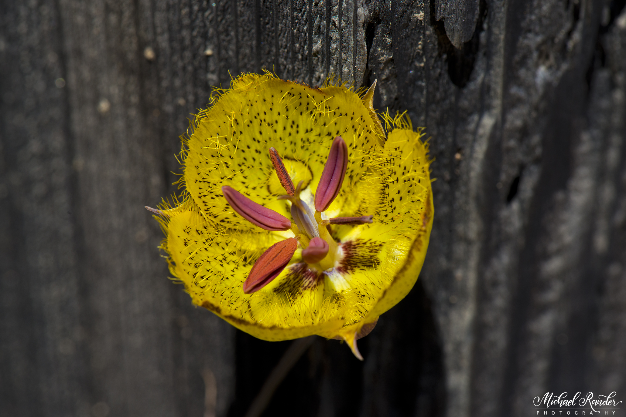 "Yellow Flower" - San Diego, California