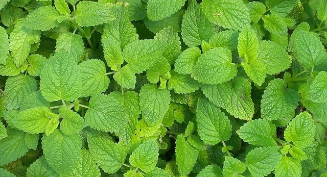 Keep Calm and Drink Lemon Balm