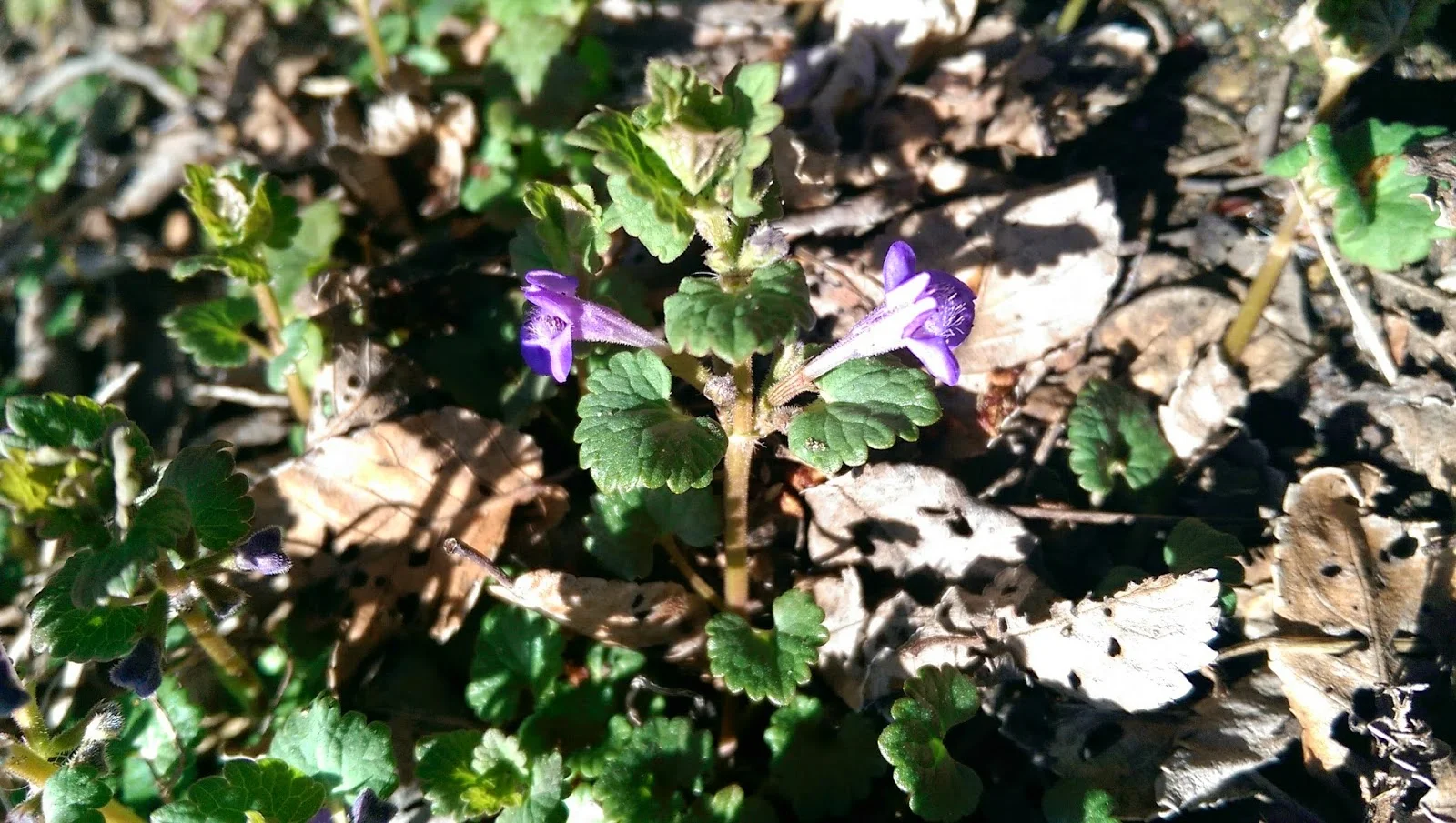 Herbalism Update - Part 1 Day 1 Hour 1