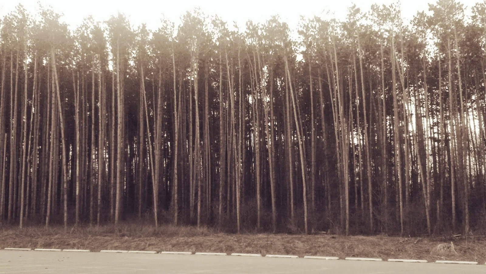 Walking With Plants - Herbal Update #2