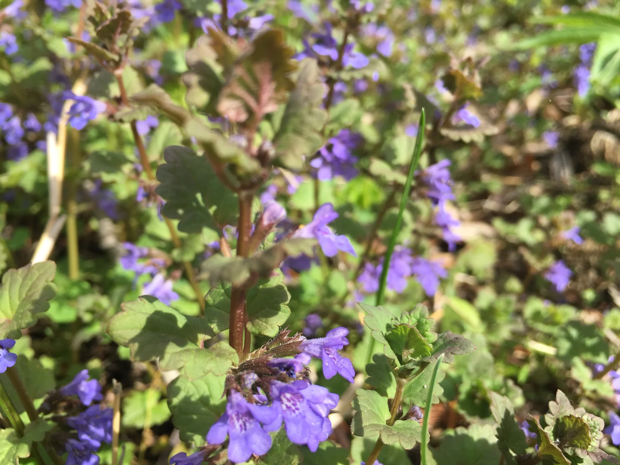 Glechoma Hederacea - Creeping on the Down Low
