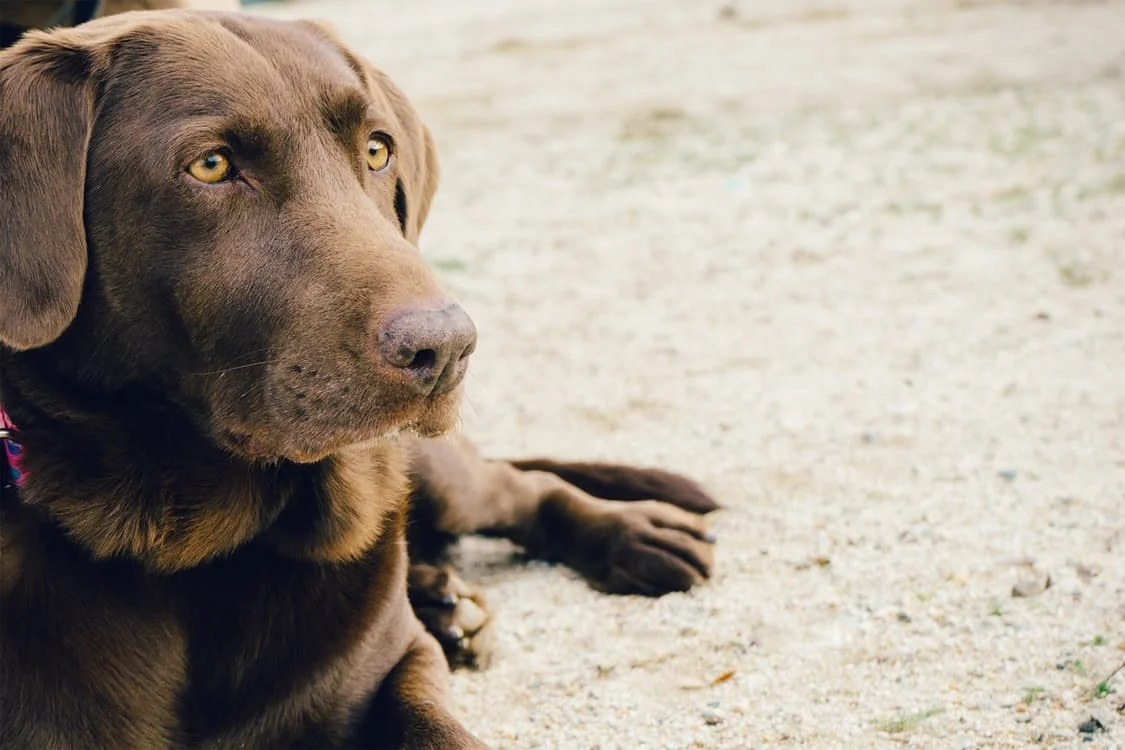 animal-dog-pet-brown.jpg