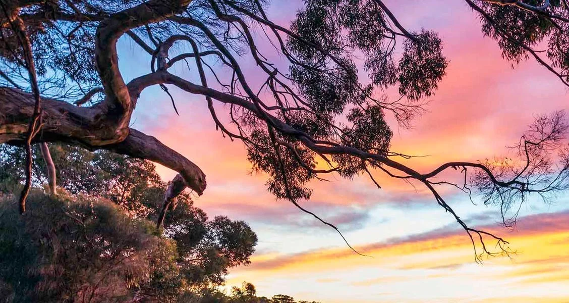gumtree.jpg