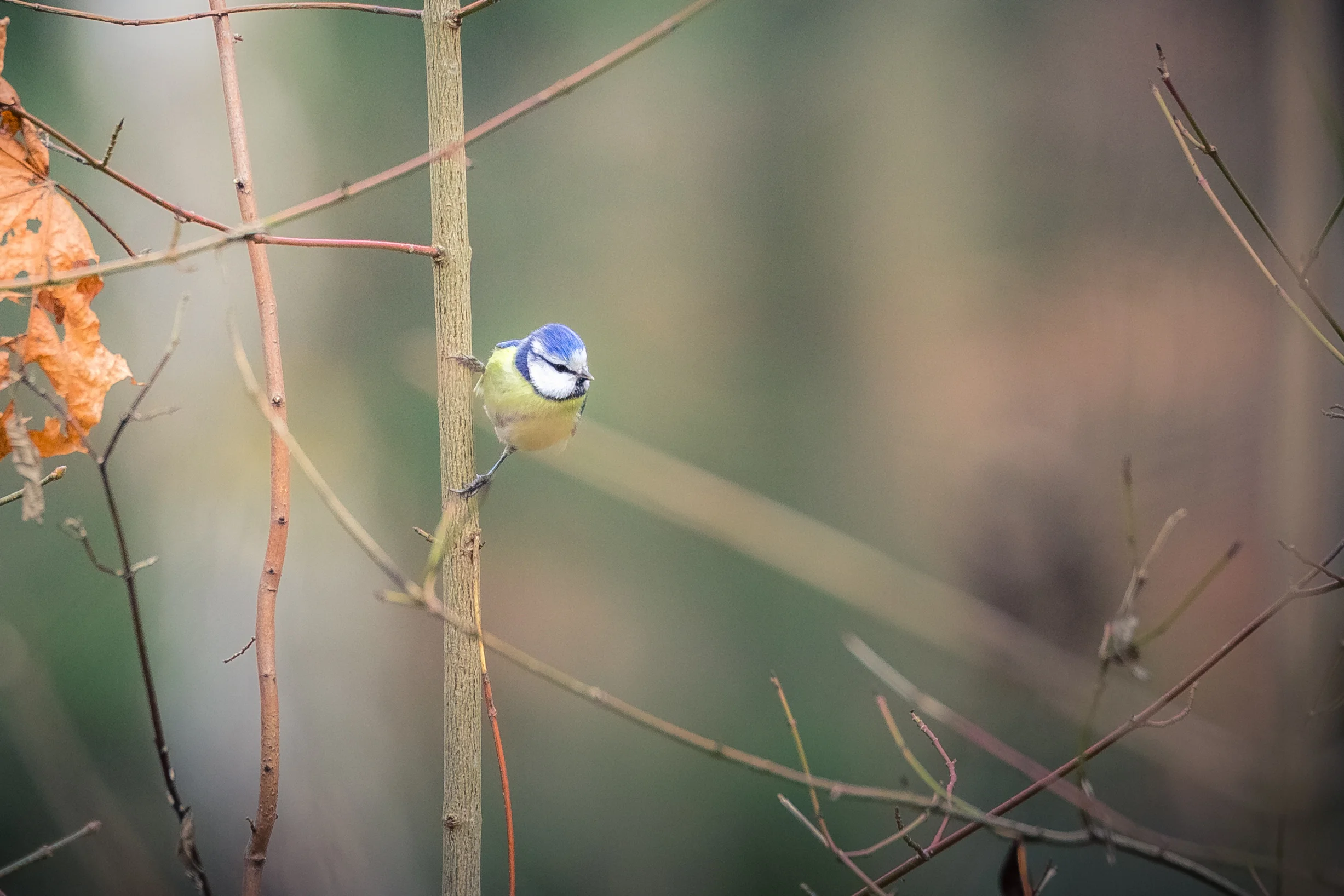 Blaumeise