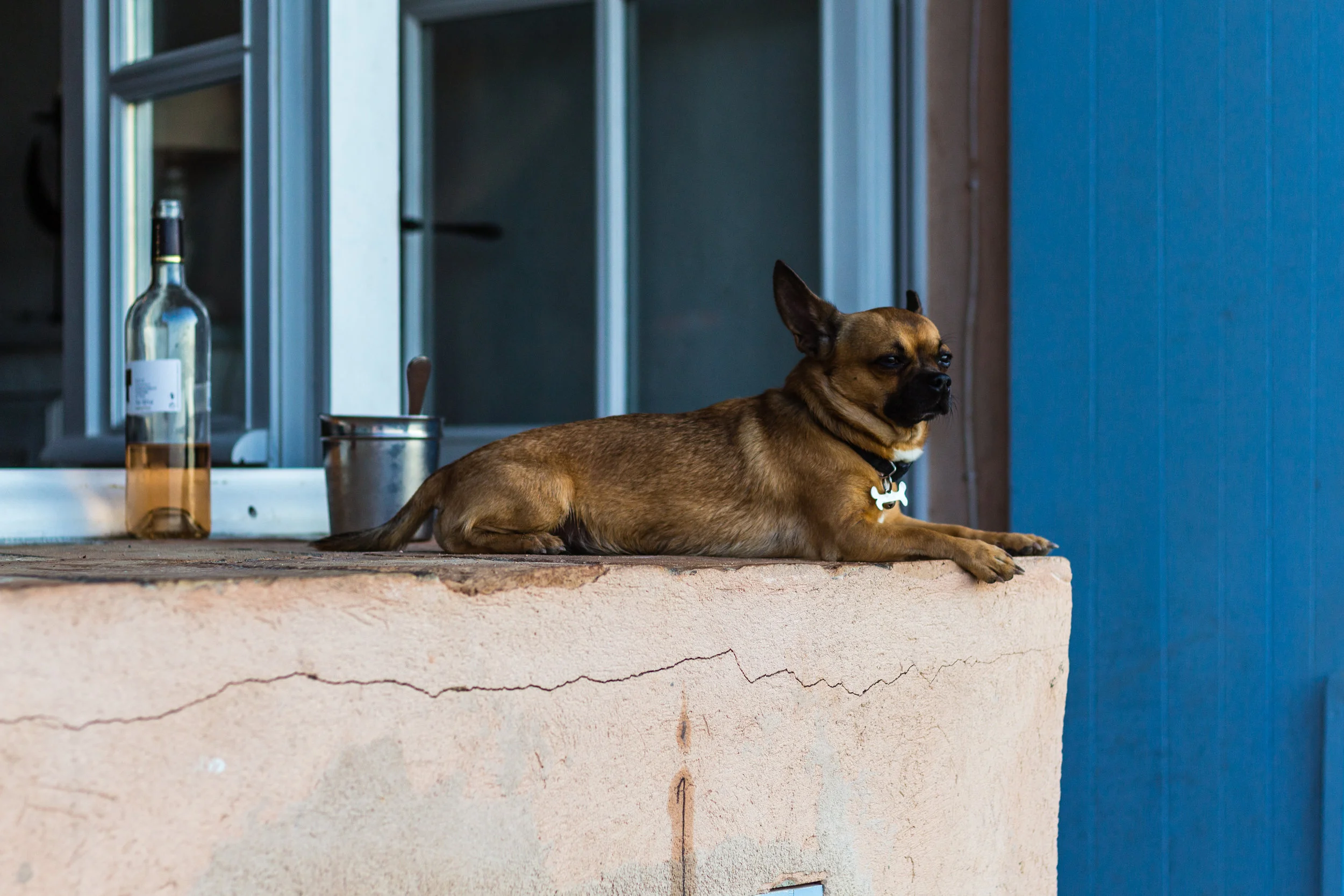 Chihuahua