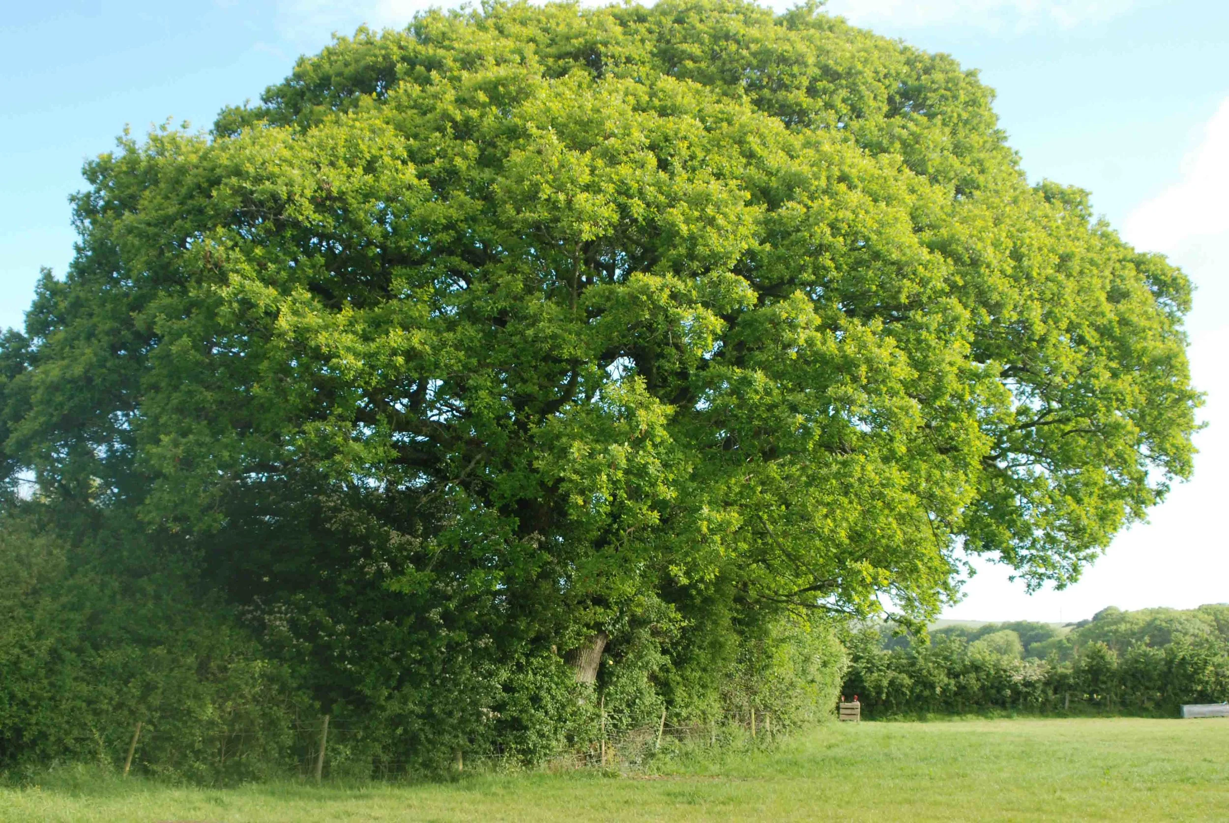 grassland8.jpg