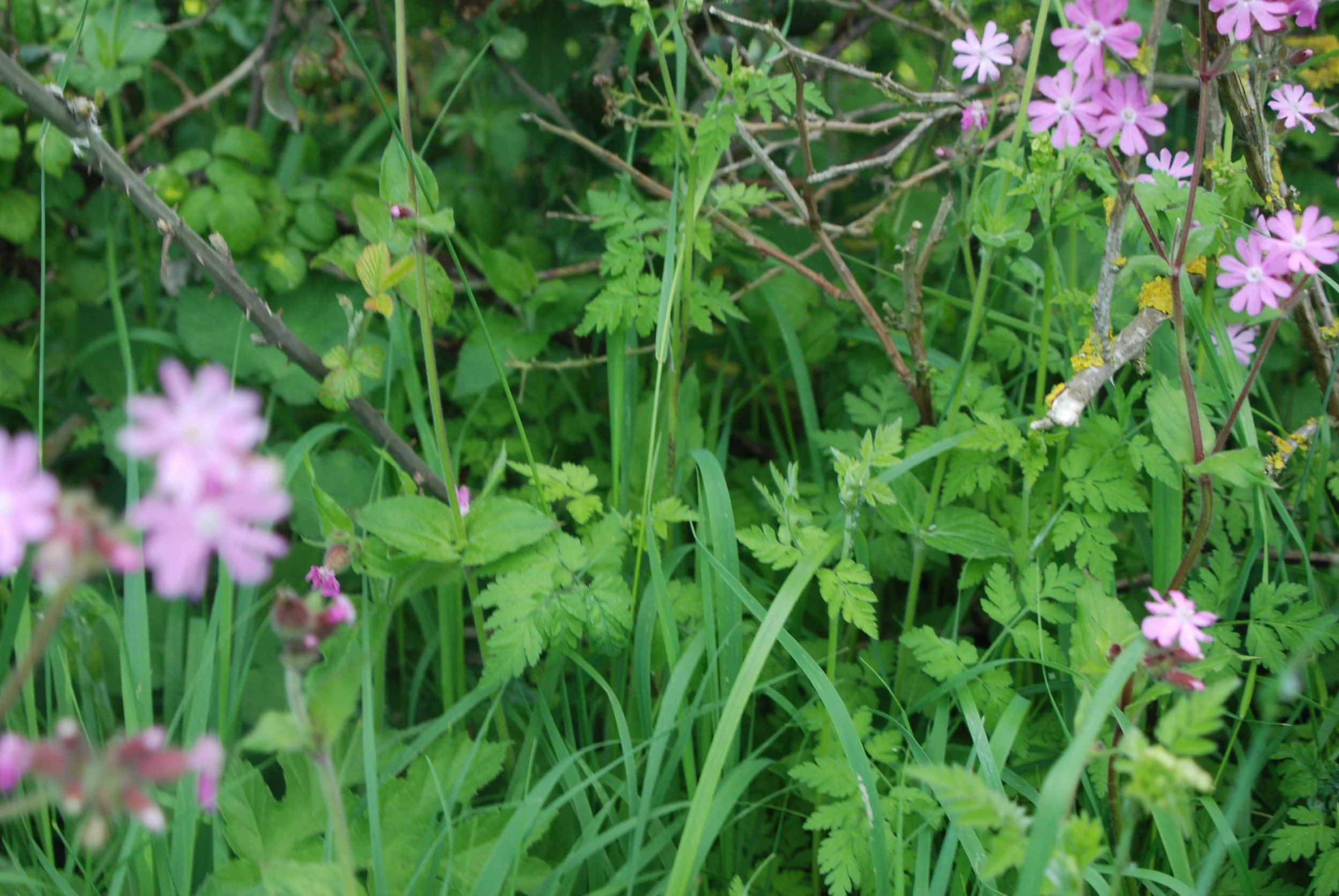 grassland3.jpg
