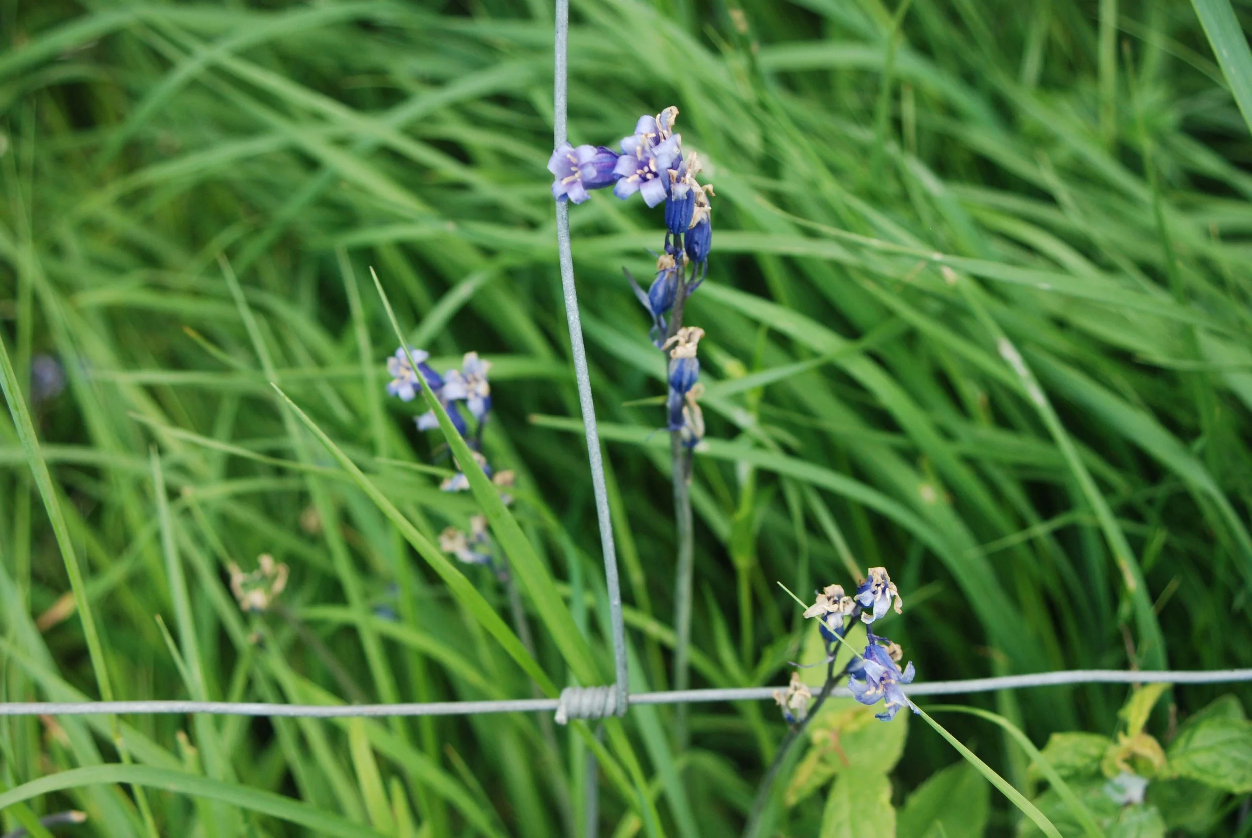 grassland5.jpg