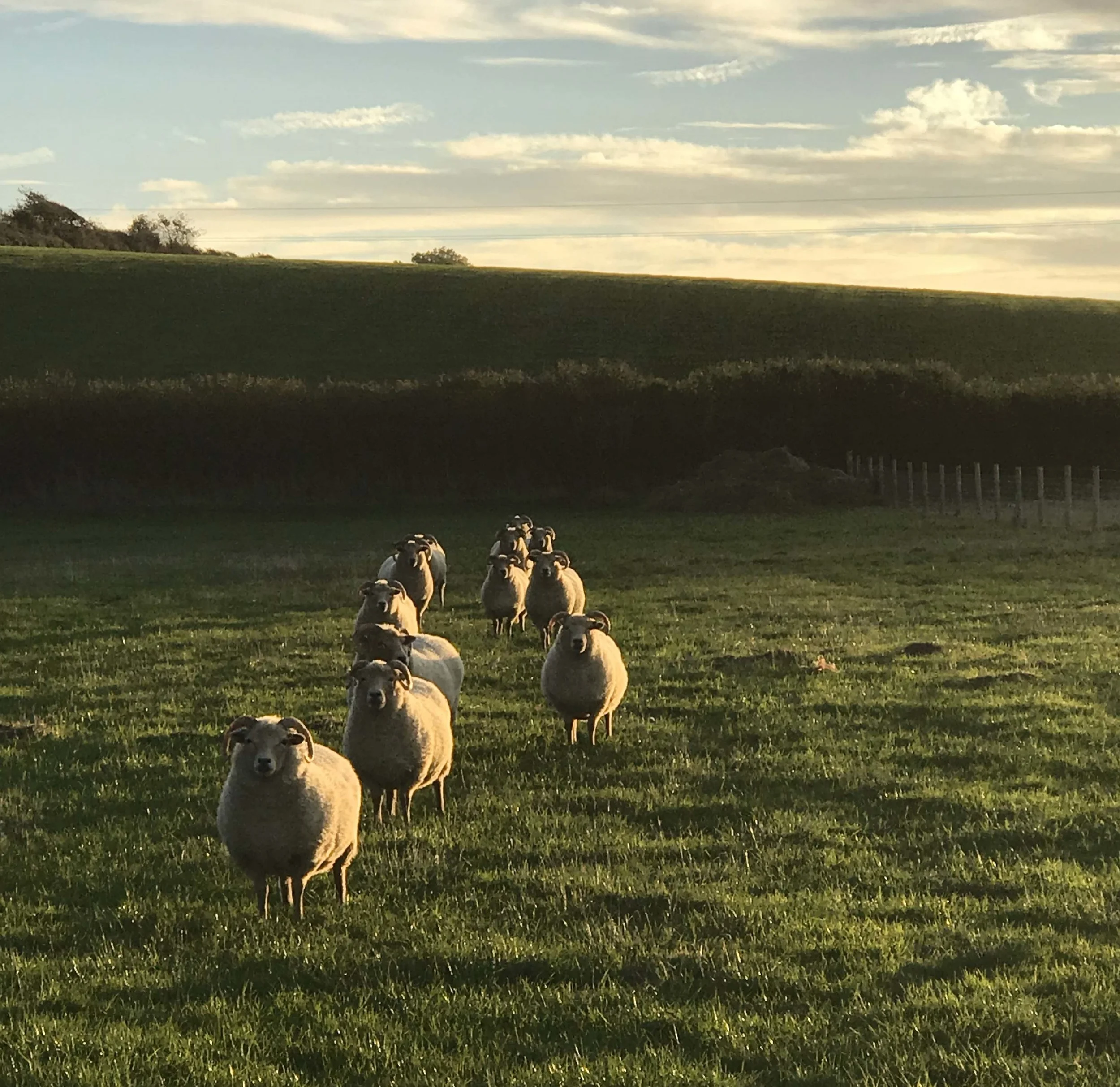 Our small flock of Portland Sheep (rare breed)(home for life) help the biodiversity as they eat rough grass, remove thatch and browse on rushes helping with conservation of the meadow. After spring they move to other fields.