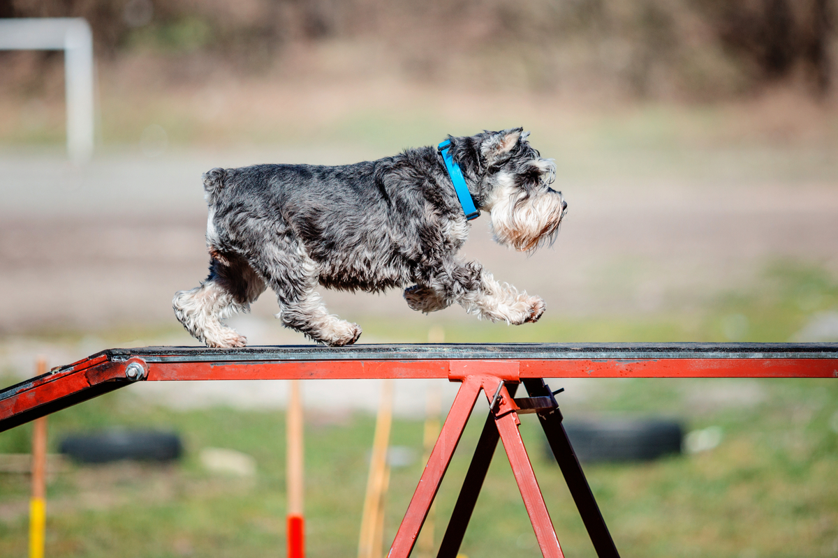 mackay-dog-agility-banner.jpg