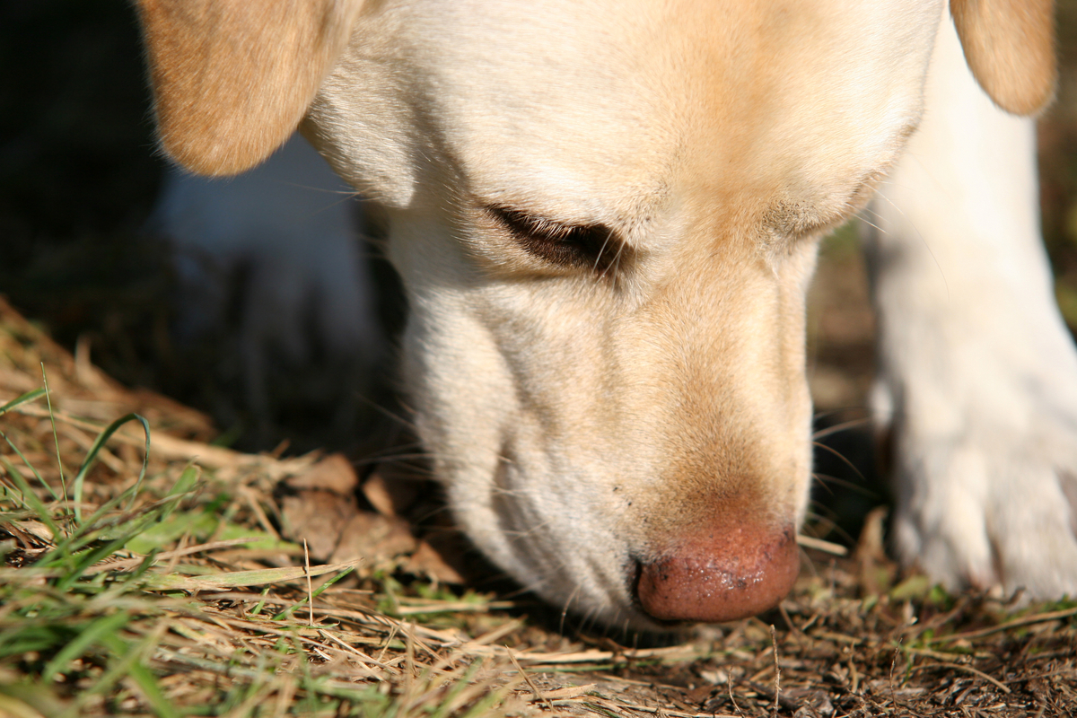 mackay-dog-track-search.jpg