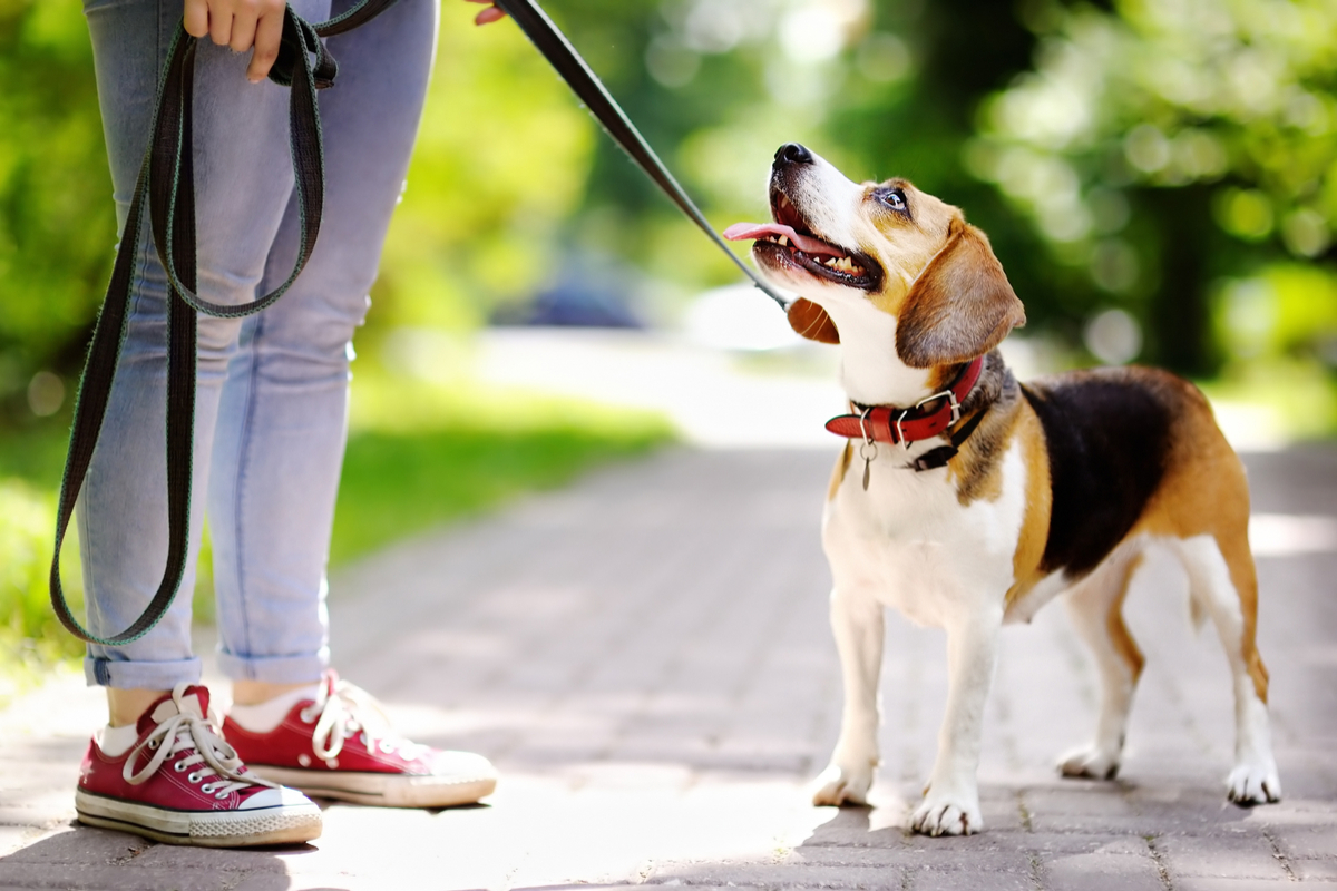 mackay-dog-obedience-banner.jpg