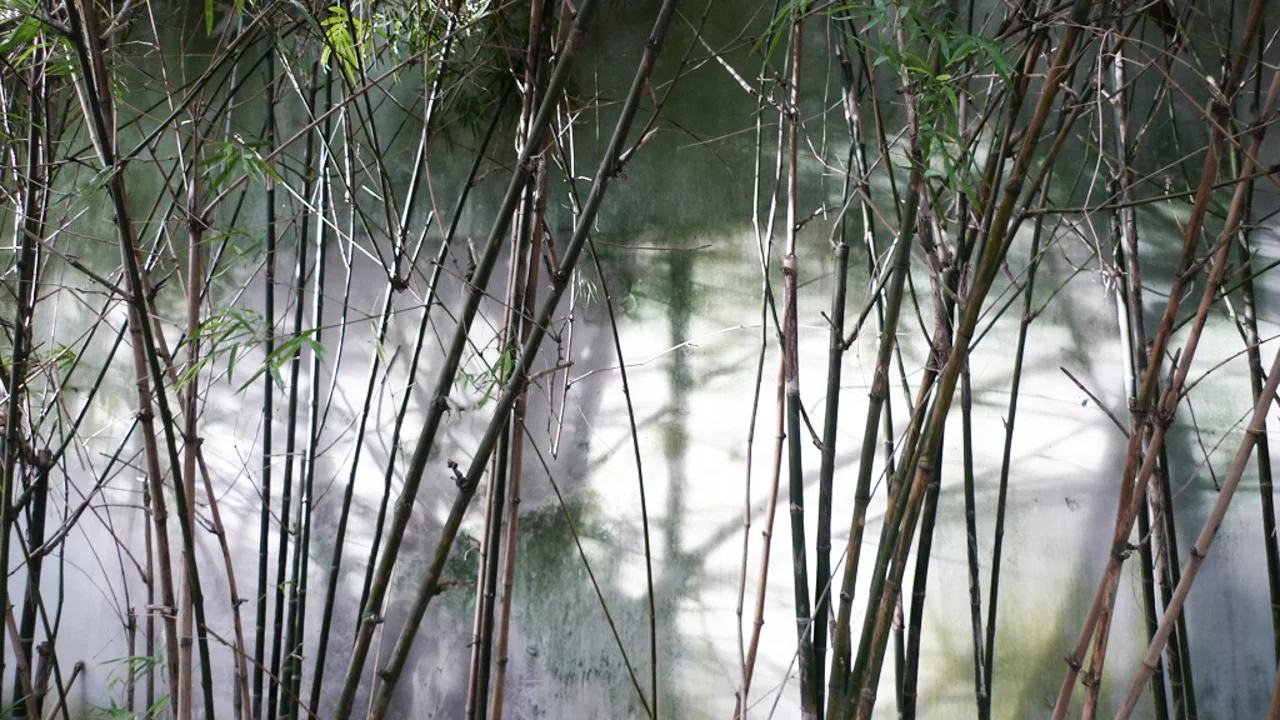 Twinpalm12P.jpg