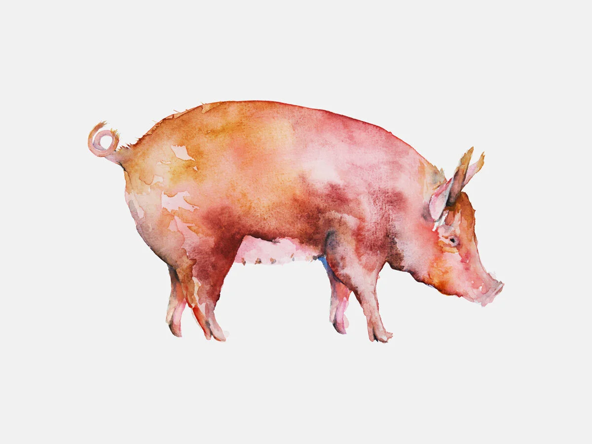 Pig_2.jpg