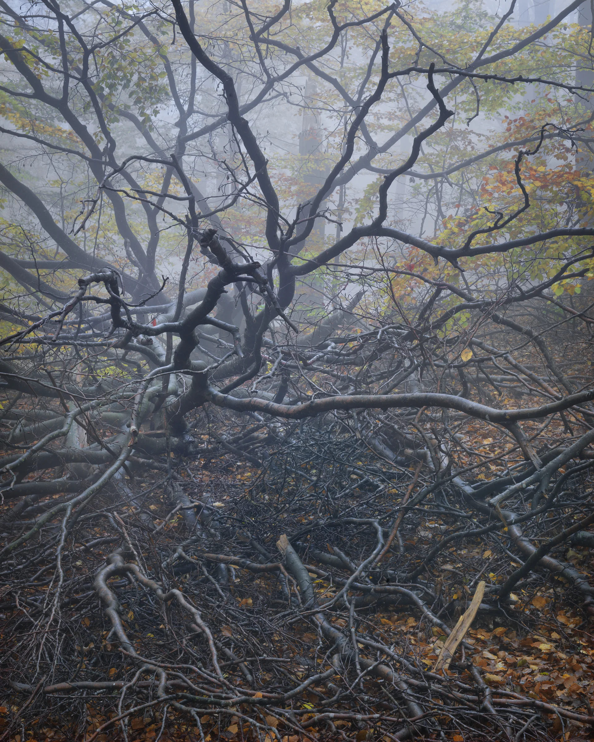 Fallen Beech