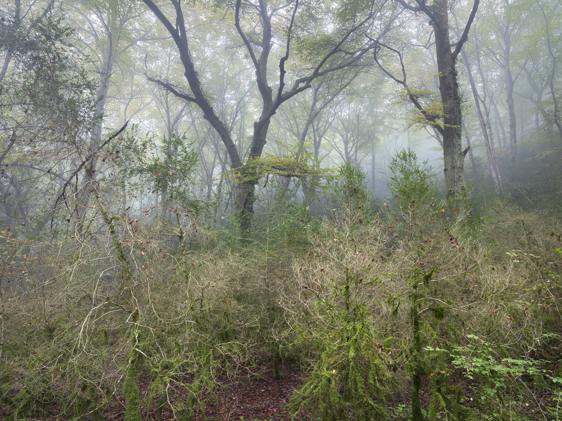 Burgundy Forest, France 2014