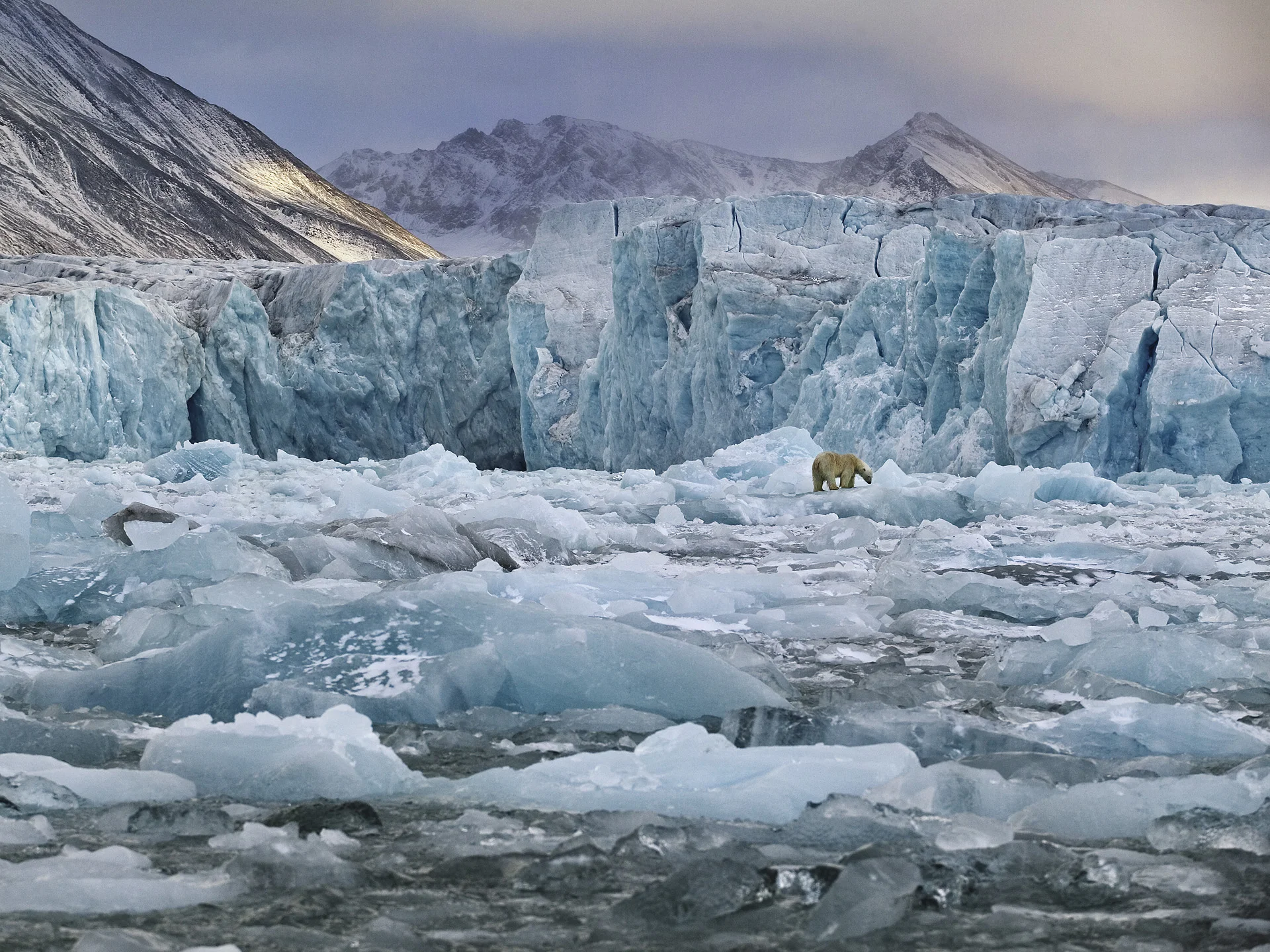 Polar Bear and Monaco Glacier, Svalbard 2004