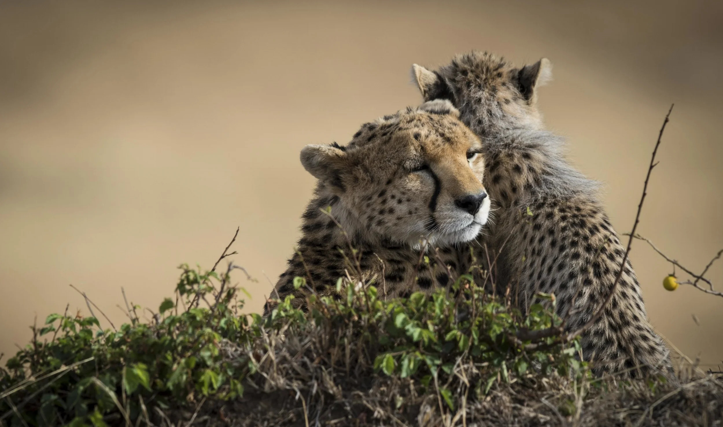 cheetahhug (1 of 1).jpg