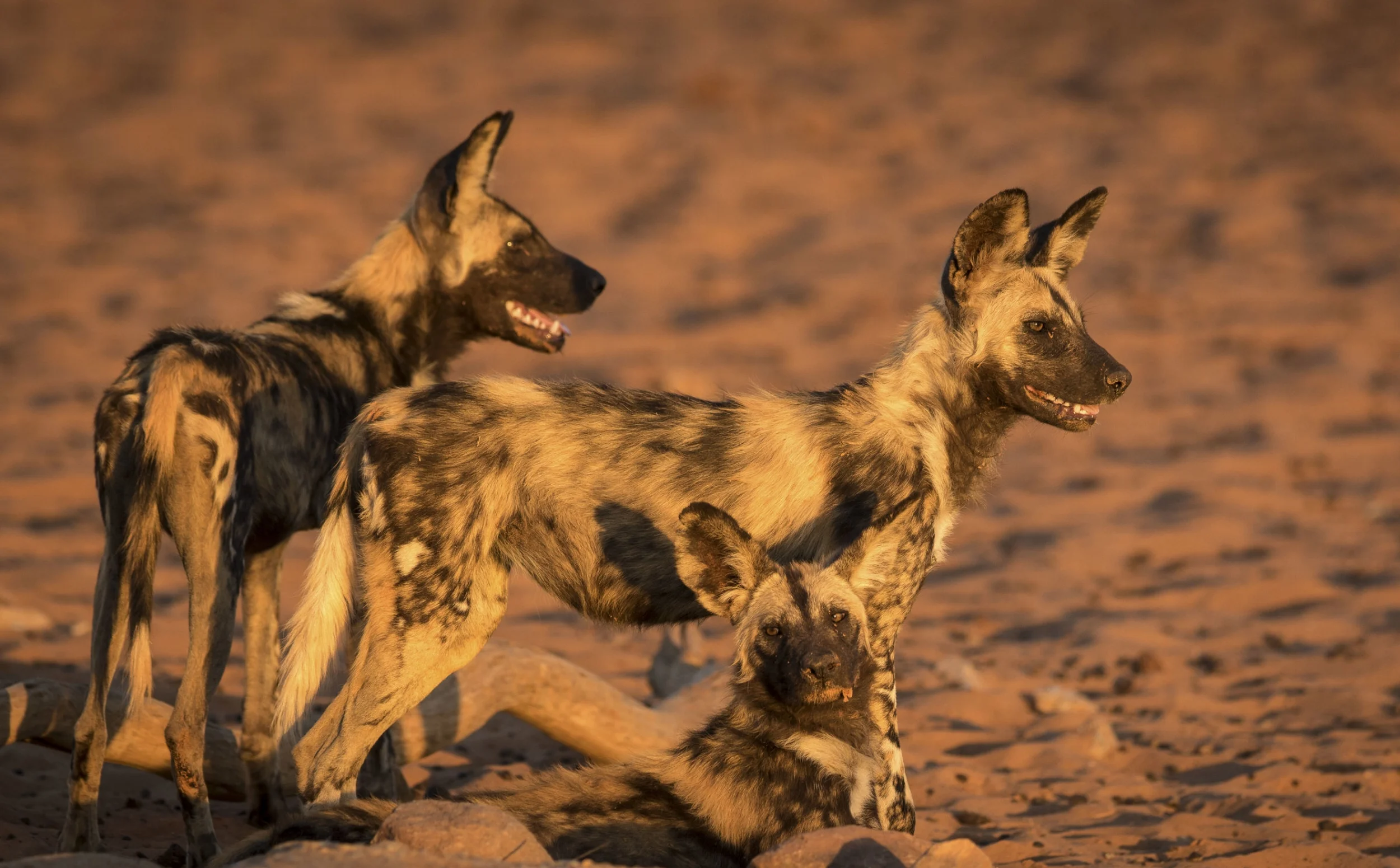 dogs (1 of 1).jpg