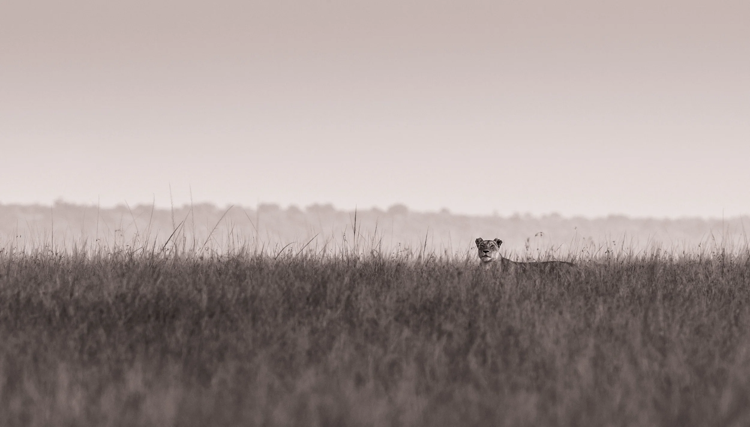 Lionesslonggrass (1 of 1).jpg