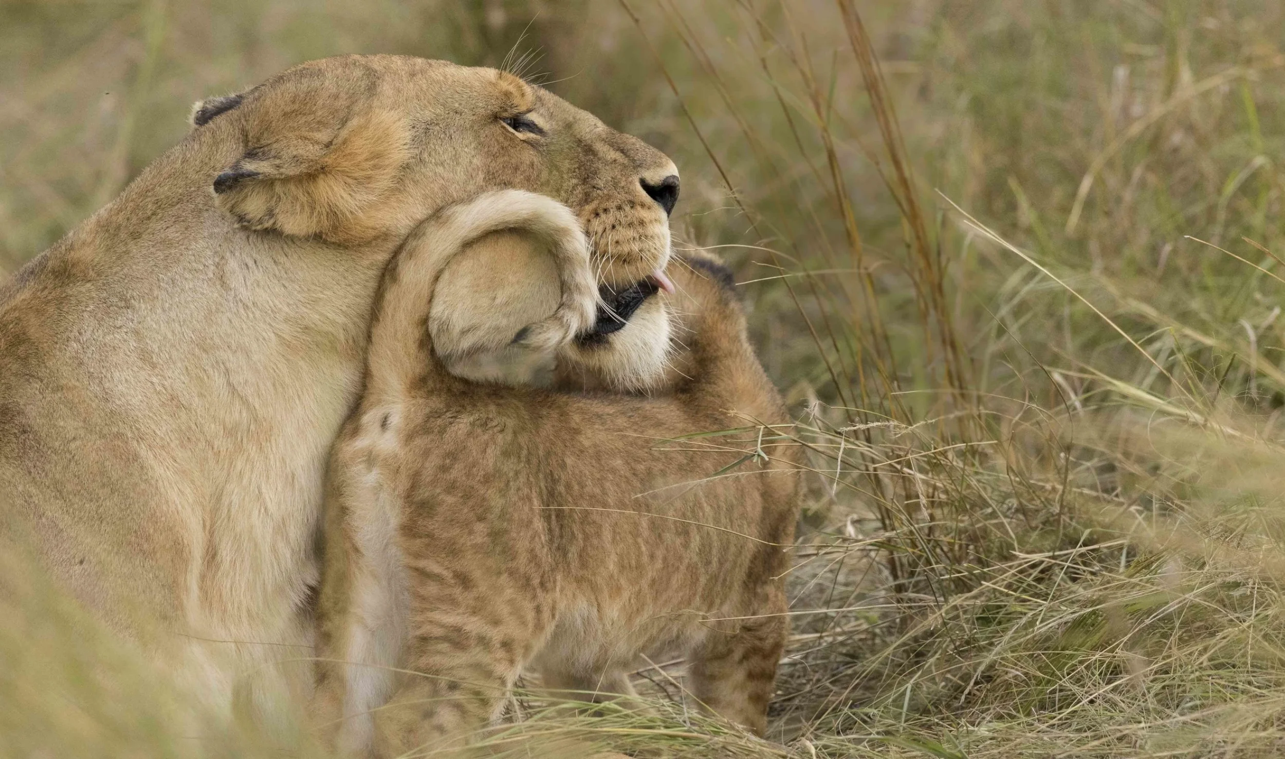 lioncub (1 of 1).jpg