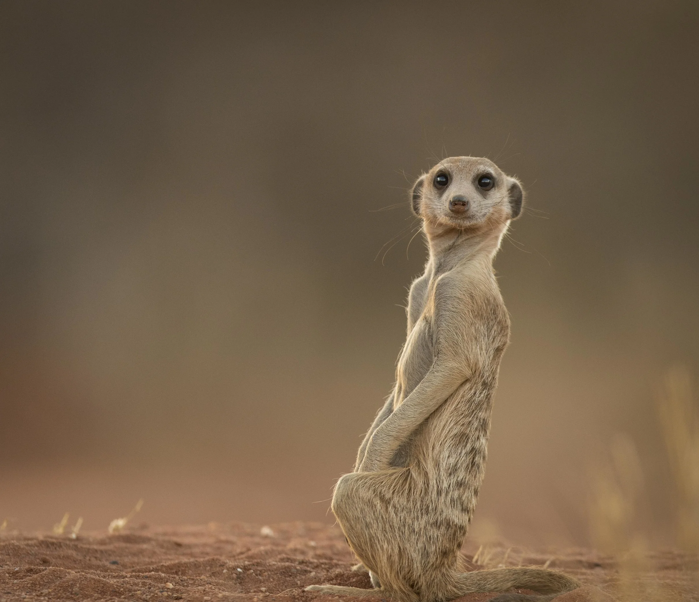 meerkat3 (1 of 1).jpg