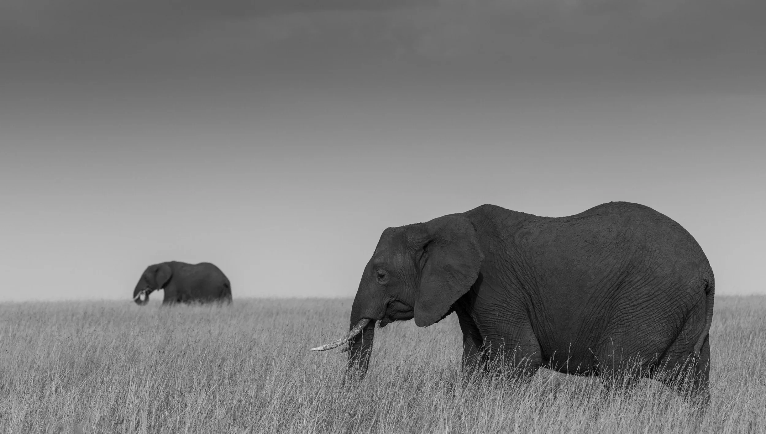 twoelephant (1 of 1).jpg