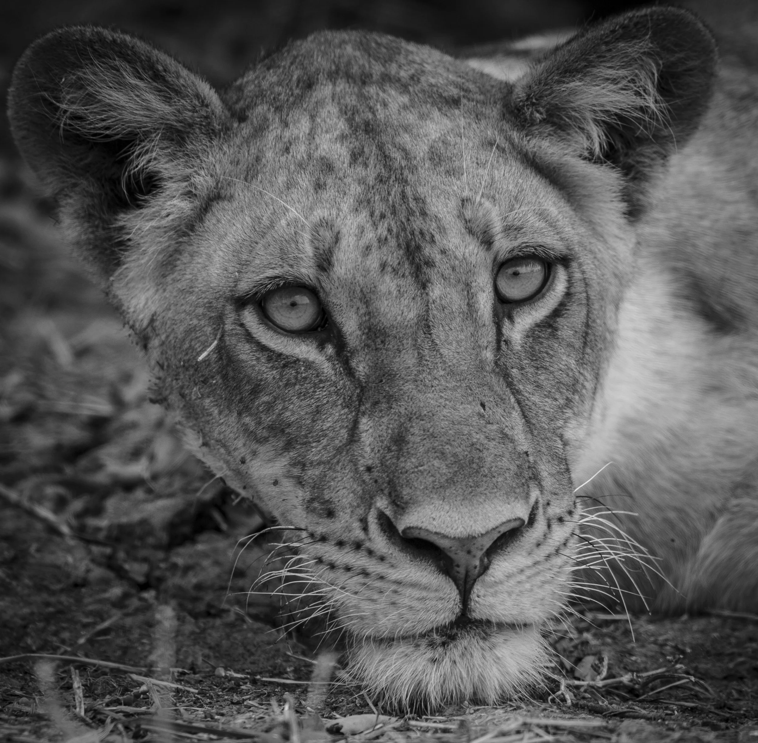 lioness (1 of 1).jpg