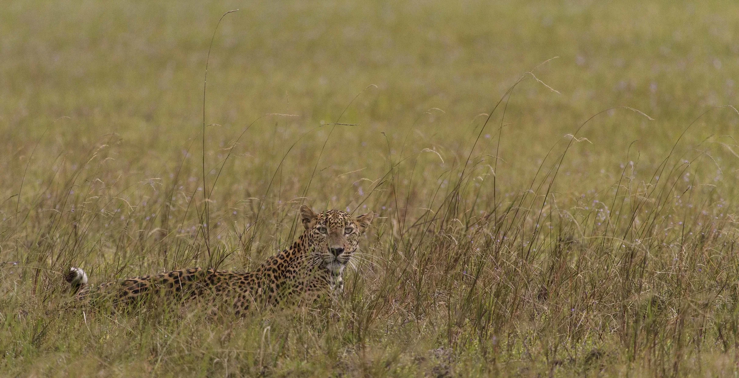 leograss (1 of 1).jpg