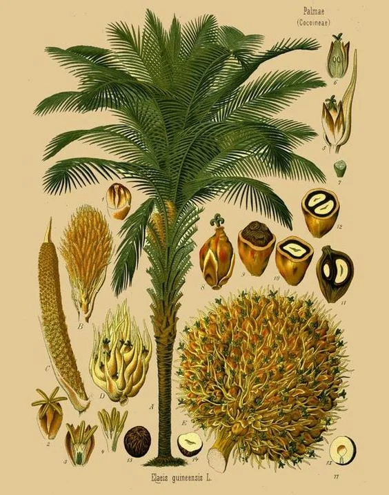 oil palm tree.jpg